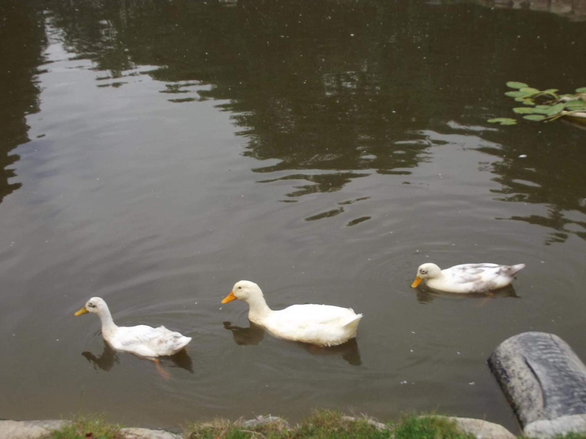 Cosy Ground Floor Disabled Friendly Room In Farm House Llandderfel エクステリア 写真
